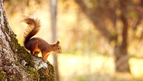 Обои свет, природа, дерево, лес, белка, боке, белочка,     дерево, light, nature, tree, forest, protein, bokeh, squirrel разрешение 2560x1600 Загрузить