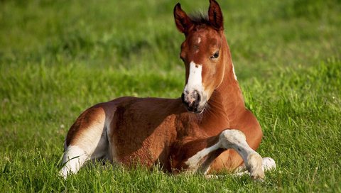 Обои лошадь, трава, фон, поле, зеленая, конь, жиребёнок, horse, grass, background, field, green, zherebenok разрешение 1920x1200 Загрузить