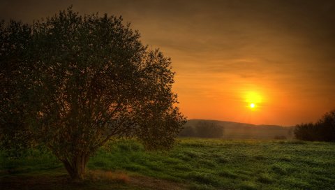 Обои небо, солнце, дерево, закат, поле, красота, the sky, the sun, tree, sunset, field, beauty разрешение 1920x1080 Загрузить