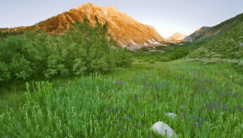 Обои цветы, трава, горы, зелень, кустарник, flowers, grass, mountains, greens, shrub разрешение 1920x1200 Загрузить