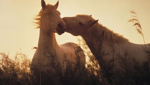 Обои свет, трава, лошади, кони, light, grass, horse, horses разрешение 1920x1200 Загрузить