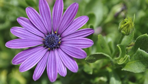 Обои цветок, лепестки, остеоспермум, африканская ромашка, flower, petals, osteospermum, african daisy разрешение 1920x1200 Загрузить