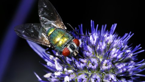 Обои насекомое, цветок, муха, insect, flower, fly разрешение 1920x1200 Загрузить