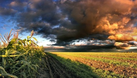 Обои небо, облака, природа, поле, кукуруза, the sky, clouds, nature, field, corn разрешение 1920x1080 Загрузить