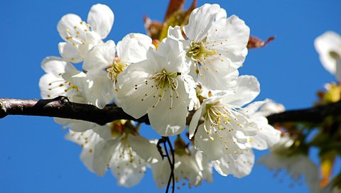 Обои цветы, ветка, цветение, цветок, лепестки, весна, вишня, flowers, branch, flowering, flower, petals, spring, cherry разрешение 1920x1200 Загрузить