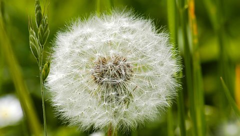 Обои цветок, одуванчик, пух, пушинки, былинки, flower, dandelion, fluff, fuzzes, blade разрешение 1920x1200 Загрузить