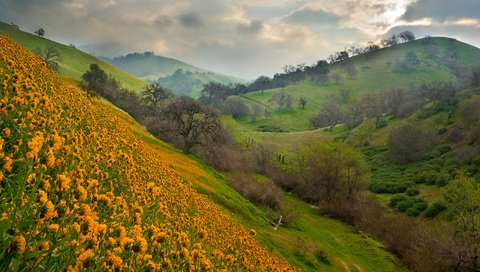 Обои небо, цветы, холмы, природа, пейзаж, лето, the sky, flowers, hills, nature, landscape, summer разрешение 1920x1080 Загрузить