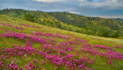 Обои холмы, простор, фиолетовый луг, hills, space, violet meadow разрешение 1920x1080 Загрузить