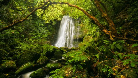 Обои камни, растения, водопад, мох, папоротник, stones, plants, waterfall, moss, fern разрешение 1920x1080 Загрузить