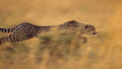 Обои бег, гепард, стремительный, running, cheetah, rapid разрешение 1920x1080 Загрузить