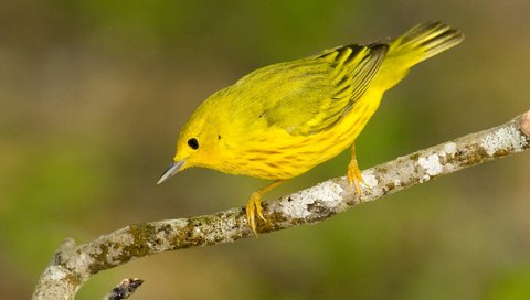 Обои птица, жёлтая, славка, bird, yellow, warbler разрешение 1920x1080 Загрузить