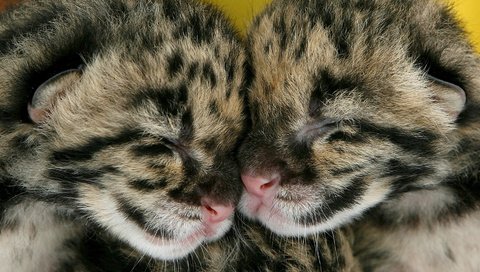 Обои парочка, спят, котята, леопарды, двое, детеныши, a couple, sleep, kittens, leopards, two, cubs разрешение 1920x1080 Загрузить