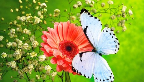 Обои цветы, насекомое, бабочка, крылья, гербера, гипсофила, flowers, insect, butterfly, wings, gerbera, gypsophila разрешение 1920x1440 Загрузить