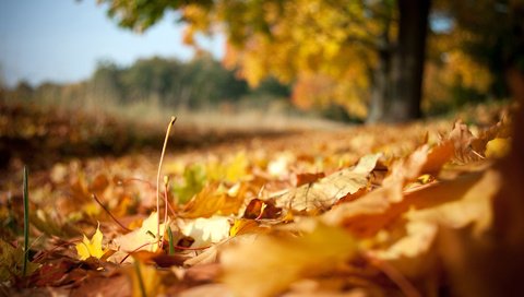 Обои природа, листья, осень, осенние листья, nature, leaves, autumn, autumn leaves разрешение 1920x1200 Загрузить