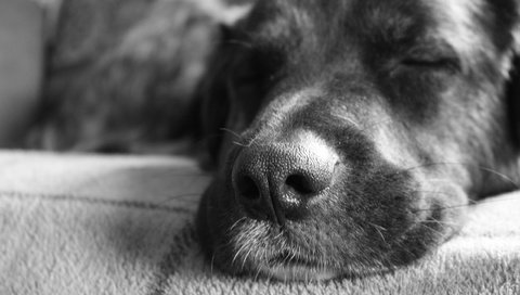 Обои морда, чёрно-белое, собака, спит, друг, нос, face, black and white, dog, sleeping, each, nose разрешение 2560x1600 Загрузить