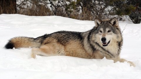 Обои снег, лес, зима, хищник, волк, snow, forest, winter, predator, wolf разрешение 2158x1306 Загрузить