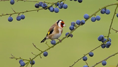 Обои природа, ветки, птицы, ягоды, птичка, щегол, nature, branches, birds, berries, bird, goldfinch разрешение 1920x1080 Загрузить