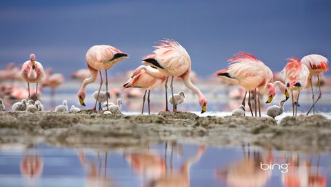 Обои озеро, отражение, фламинго, птицы, перья, птенцы, lake, reflection, flamingo, birds, feathers, chicks разрешение 1920x1200 Загрузить