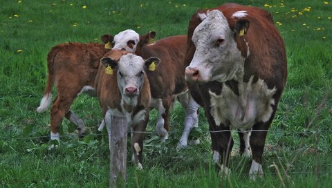 Обои трава, ограждение, одуванчики, корова, коровы, телята, grass, the fence, dandelions, cow, cows, calves разрешение 1920x1200 Загрузить