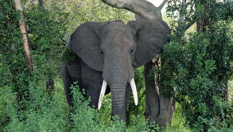 Обои природа, слон, уши, хобот, бивни, африканский слон, nature, elephant, ears, trunk, tusks, african elephant разрешение 1920x1200 Загрузить