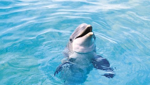 Обои вода, море, животное, дельфин, water, sea, animal, dolphin разрешение 1920x1200 Загрузить