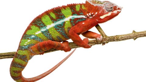 Обои ветка, ящерица, белый фон, хамелеон, branch, lizard, white background, chameleon разрешение 1920x1200 Загрузить