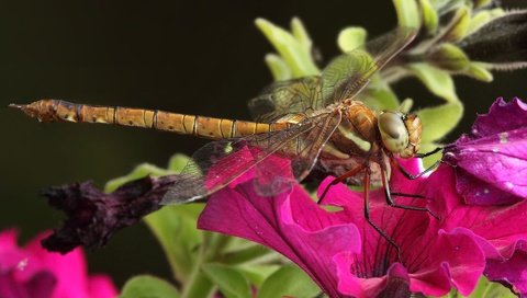 Обои цветы, макро, насекомое, стрекоза, красивая стрекоза, flowers, macro, insect, dragonfly, beautiful dragonfly разрешение 1920x1200 Загрузить