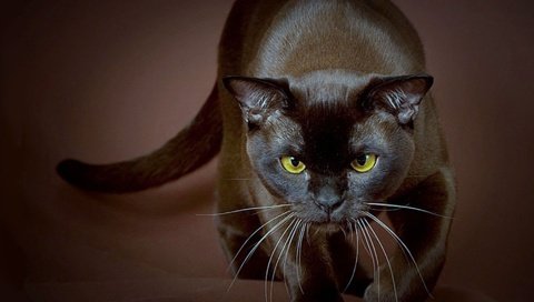 Обои кот, черный, cat, black разрешение 1920x1200 Загрузить