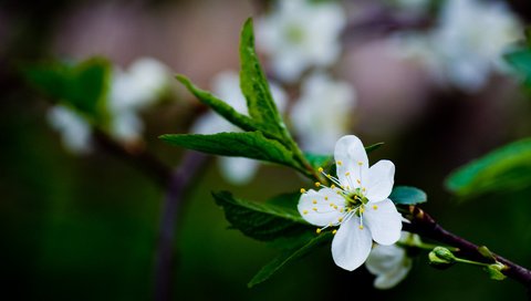 Обои цветы, ветка, цветение, листья, макро, весна, яблонька, flowers, branch, flowering, leaves, macro, spring, yablun'ka разрешение 1920x1338 Загрузить