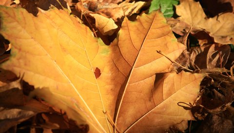 Обои природа, листья, макро, осень, желтые, nature, leaves, macro, autumn, yellow разрешение 1920x1200 Загрузить