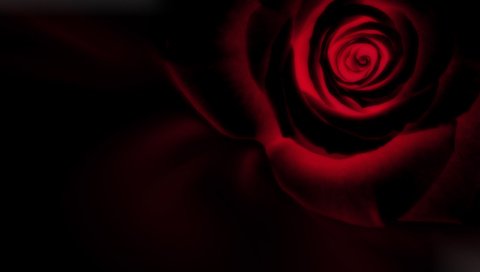 Обои роза, черный фон, инверсия, rose, black background, inversion разрешение 2560x1600 Загрузить