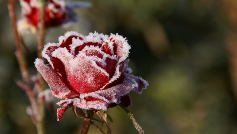 Обои цветы, макро, розы, иней, лепестки, красные, размытость, холод, flowers, macro, roses, frost, petals, red, blur, cold разрешение 1920x1280 Загрузить