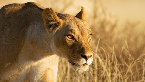 Обои морда, взгляд, лев, охота, львица, львица на охоте, face, look, leo, hunting, lioness, lioness on the hunt разрешение 1920x1280 Загрузить