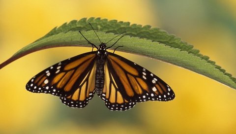 Обои насекомое, бабочка, крылья, листочек, insect, butterfly, wings, leaf разрешение 1920x1200 Загрузить
