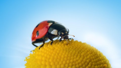 Обои небо, макро, цветок, насекомые, божья коровка, the sky, macro, flower, insects, ladybug разрешение 1920x1280 Загрузить