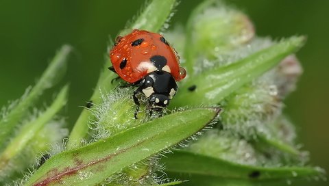 Обои насекомое, роса, божья коровка, растение, insect, rosa, ladybug, plant разрешение 1920x1200 Загрузить