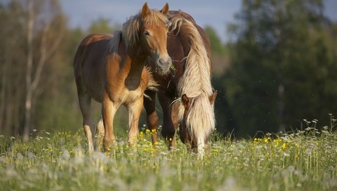 Обои цветы, трава, природа, лето, лошади, конь, лошадки в траве, flowers, grass, nature, summer, horse, horses in the grass разрешение 1920x1276 Загрузить