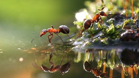 Обои вода, макро, отражение, насекомые, лужа, муравьи, water, macro, reflection, insects, puddle, ants разрешение 1920x1200 Загрузить