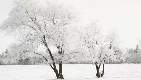 Обои снег, дерево, зима, snow, tree, winter разрешение 1920x1200 Загрузить