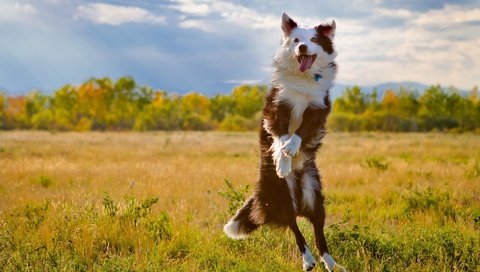 Обои поле, собака, прыжок, язык, бордер-колли, field, dog, jump, language, the border collie разрешение 1920x1280 Загрузить