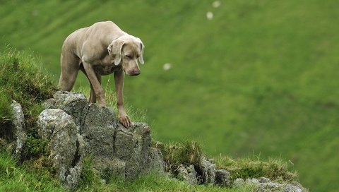 Обои веймаранер, the weimaraner разрешение 1920x1200 Загрузить