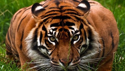 Обои тигр, морда, трава, взгляд, хищник, большая кошка, охота, tiger, face, grass, look, predator, big cat, hunting разрешение 1920x1200 Загрузить