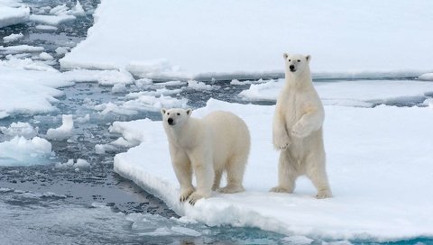 Обои полярный медведь, белые, медведи, белый медведь, арктика, polar bear, white, bears, arctic разрешение 1920x1200 Загрузить