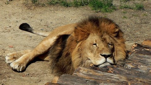 Обои спит, хищник, большая кошка, лев, грива, лежа, sleeping, predator, big cat, leo, mane, lying разрешение 1920x1200 Загрузить