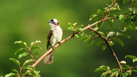 Обои ветка, зелень, листья, фон, птица, маленькая, лапки, жулан, branch, greens, leaves, background, bird, little, legs, red-backed shrike разрешение 1920x1200 Загрузить