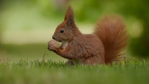 Обои белочка, орешек, squirrel, nut разрешение 1920x1200 Загрузить