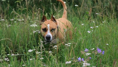 Обои цветы, трава, собака, друг, flowers, grass, dog, each разрешение 1920x1280 Загрузить