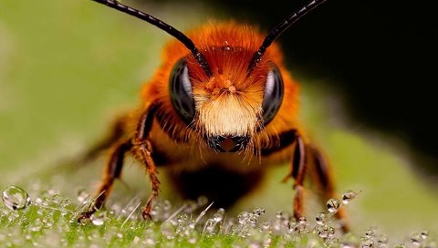 Обои насекомые, пчела, капельки росы, муровей, крупным планом, insects, bee, drops of dew, moores, closeup разрешение 1920x1200 Загрузить