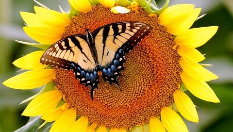 Обои бабочка, подсолнух, butterfly, sunflower разрешение 1920x1200 Загрузить