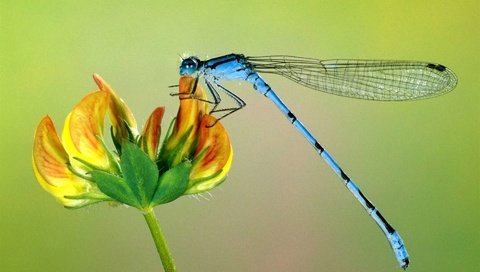 Обои цветок, крылья, насекомые, стрекоза, макро картинка, крупным планом, flower, wings, insects, dragonfly, macro picture, closeup разрешение 1920x1200 Загрузить